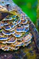 Colorful Funghi_20d2a