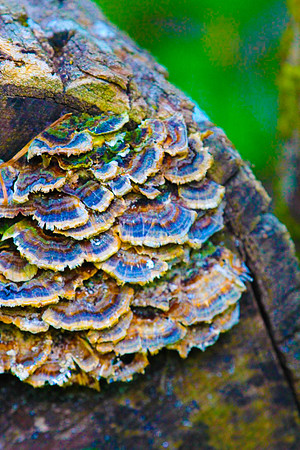 Colorful Funghi_20d2a