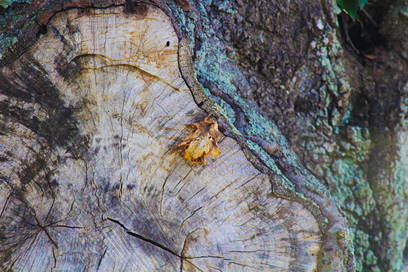 Stump_1f51d