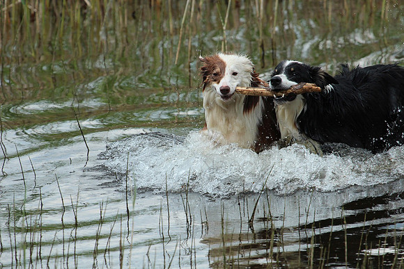 Shared stick_20c15