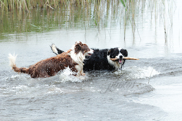 Playful dogs_20c0c