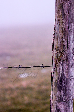 rain on barbed wire_29821
