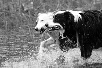The dogs of Ireland_20c2a