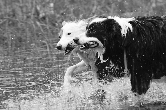 The dogs of Ireland_20c2a