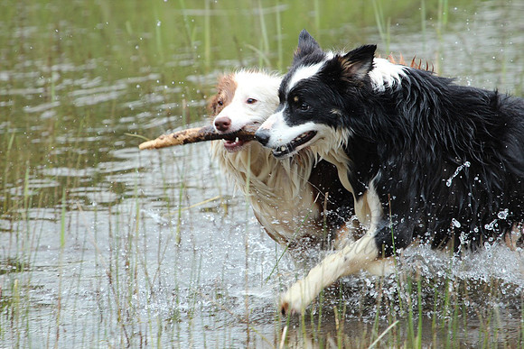 Irish Dog fun_20c25