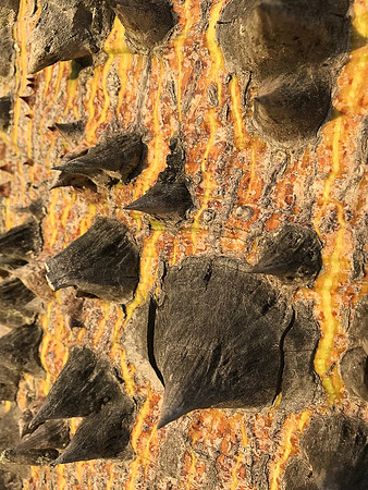 Pointy tree_22507