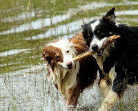 Irelanddogs.hirez2