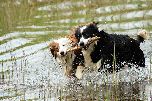 Irelanddogs.hirez1