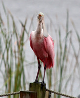 Spoonbill