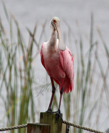 Spoonbill