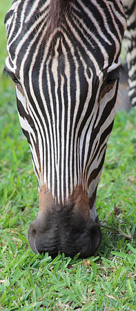 Stripes_23b81