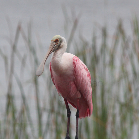 Spoonbill Pose