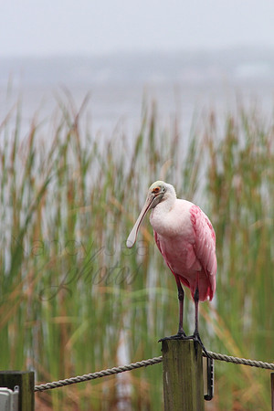 Spoonbill_2b7d2