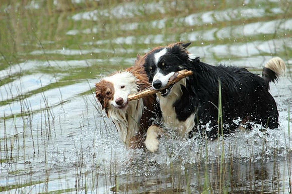 Ireland Dog Fun_2c550