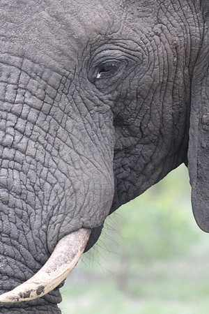 Up close and personal Elephant_235c3