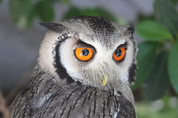 Intense Owl_2308c