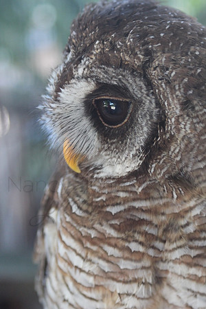Owl_2308f