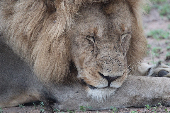 Lion_2361e