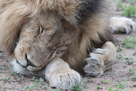 Lion_2362f