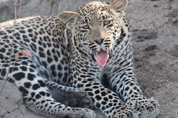 Tongue Shot_23324