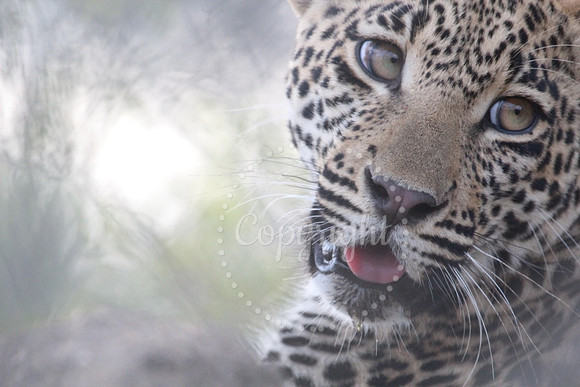 Drooling Leapord.My Favorite Shot_23346