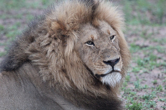 King _23613