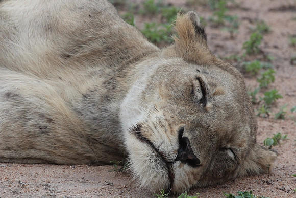 Cubs Nap Time_23642