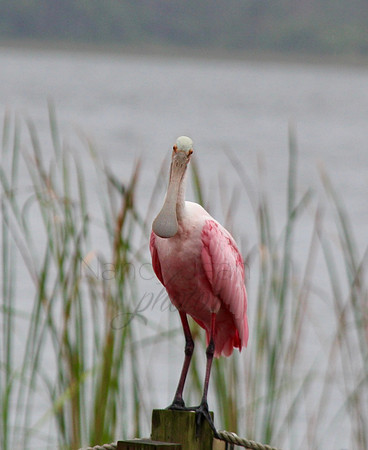 Spoonbill_2b7c7