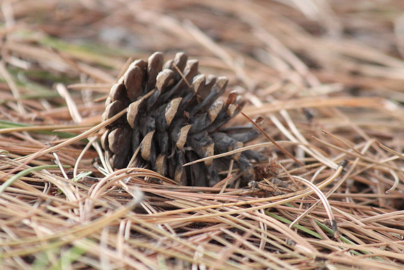 Pine Cone_2ce48