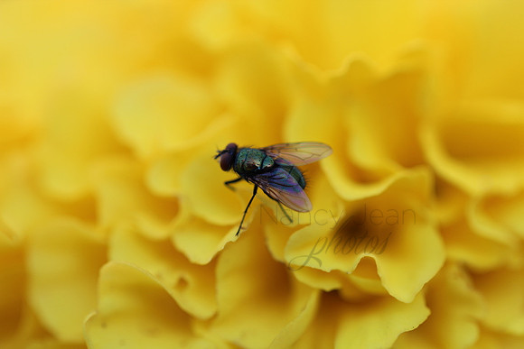 Flower Fly