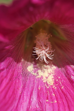 Deep pink _2b231