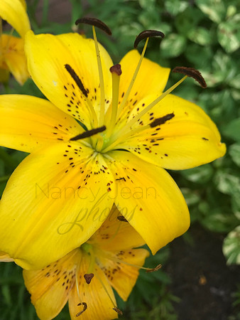 Yellow Beauty1_2b486