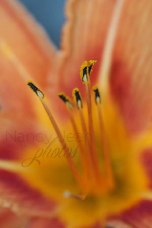 Floral beauty_2b510