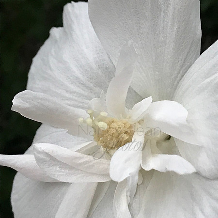 White Beauty_2c2a7