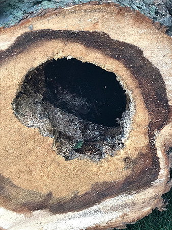 Cut Stump_2c905