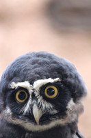 Hoo Is That?