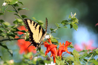 natures wings