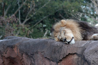 The Lion Sleeps tonight