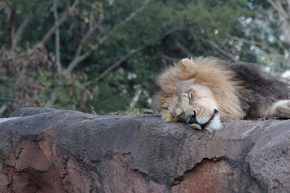 The Lion Sleeps tonight