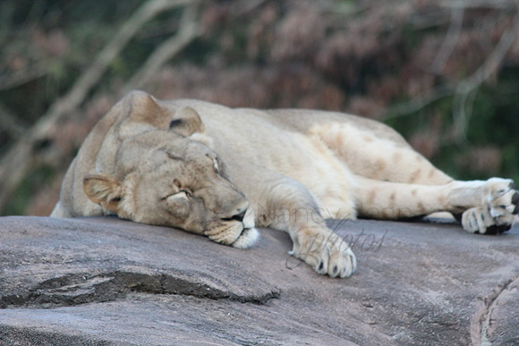 Nap time