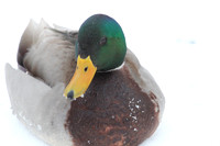 Winters Beak