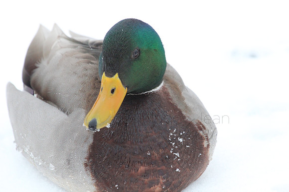 Winters Beak