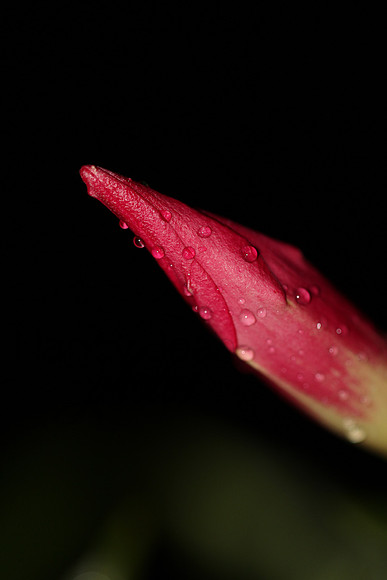 IMG_7843