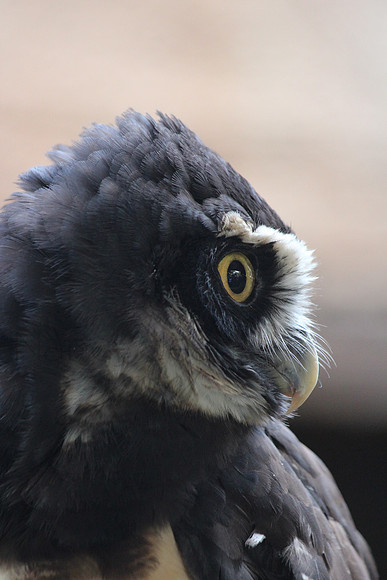 I've got my eye on you