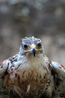 Feathers_5811