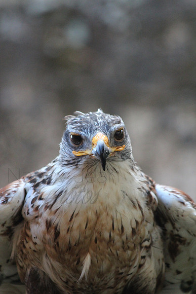 Feathers_5811
