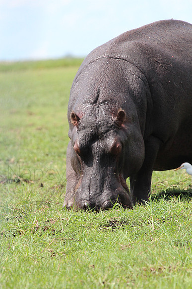 Hippo_8664