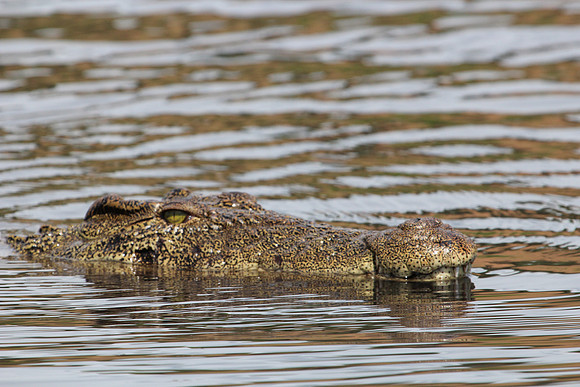 Croc_8668