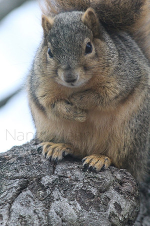 Squirrel_5c8