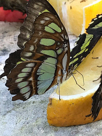 Citrus wings 2_121e